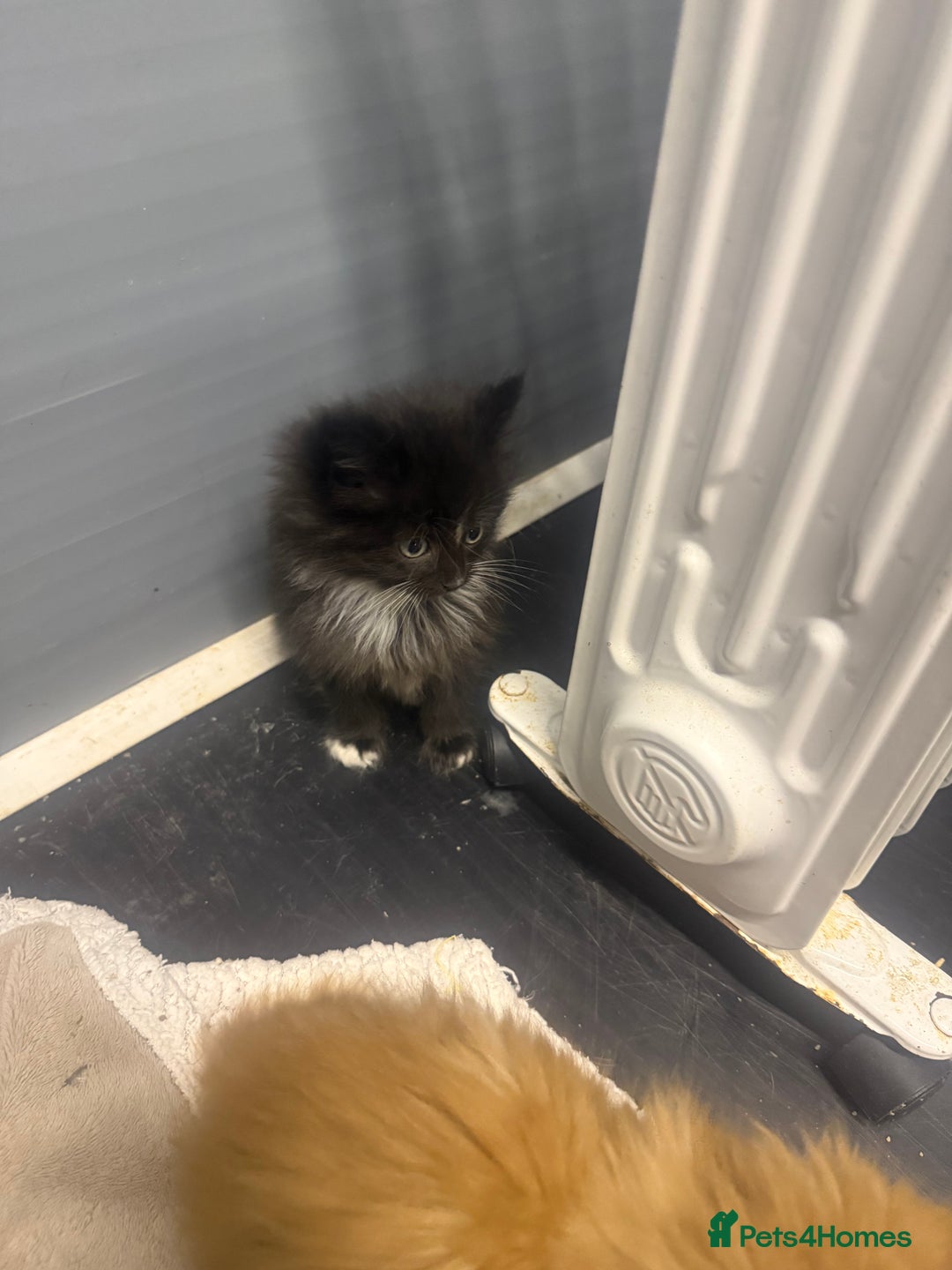 Mixed Breed cats for sale: Beautiful mixed exotic kittens  - Image 11