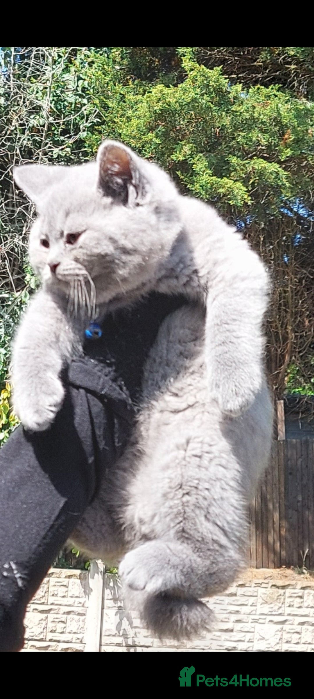 British Shorthair cats for sale: OUTSTANDING🏆PEDIGREE🎖CH SIRED in Dudley - Image 16