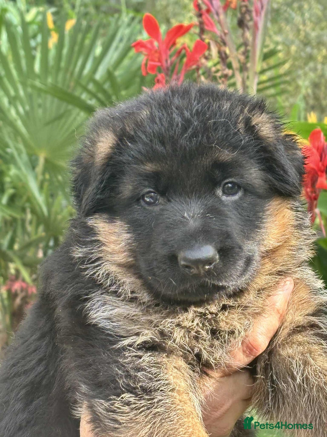German Shepherd dogs for sale: German Shepherd Puppies KC registered - Image 5