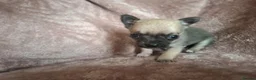 Chihuahua dogs for sale: 4 Tiny Apple head Chihuahuas  - Advert 19