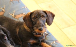 Dachshund dogs for sale: Wire haired Teckel puppies  - Advert 11