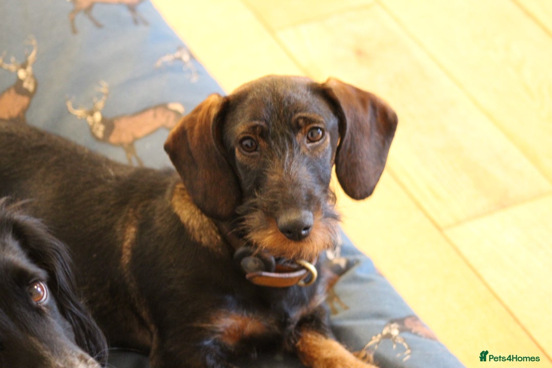 Dachshund dogs for sale: Wire haired Teckel puppies  - Advert 11