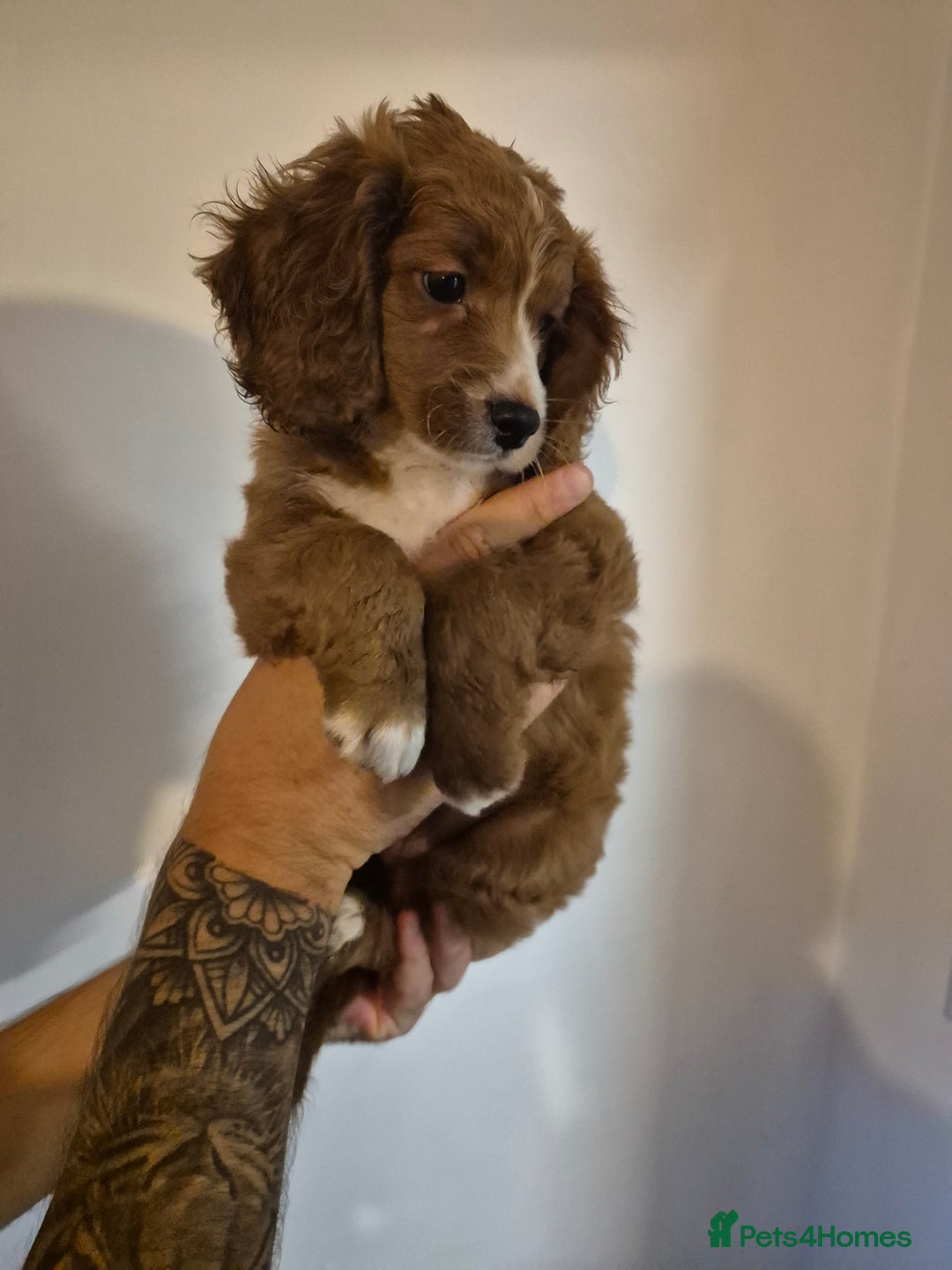 Cockapoo dogs for sale: F1B Cockapoo girl looking for her forever home. - Image 2