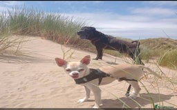 Chihuahua dogs for sale: Chihuahua  - Image 16