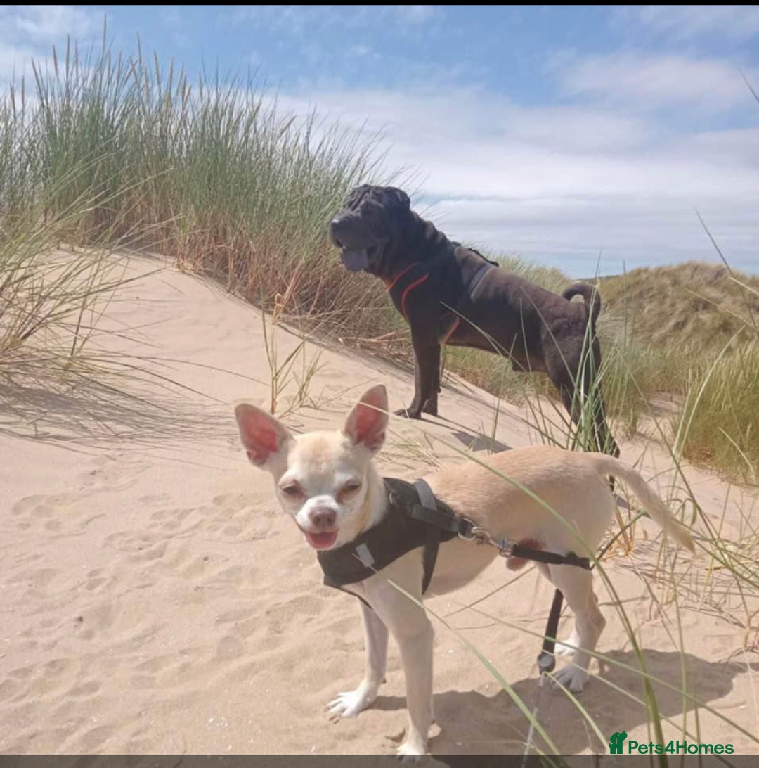 Chihuahua dogs for sale: Chihuahua  - Image 16