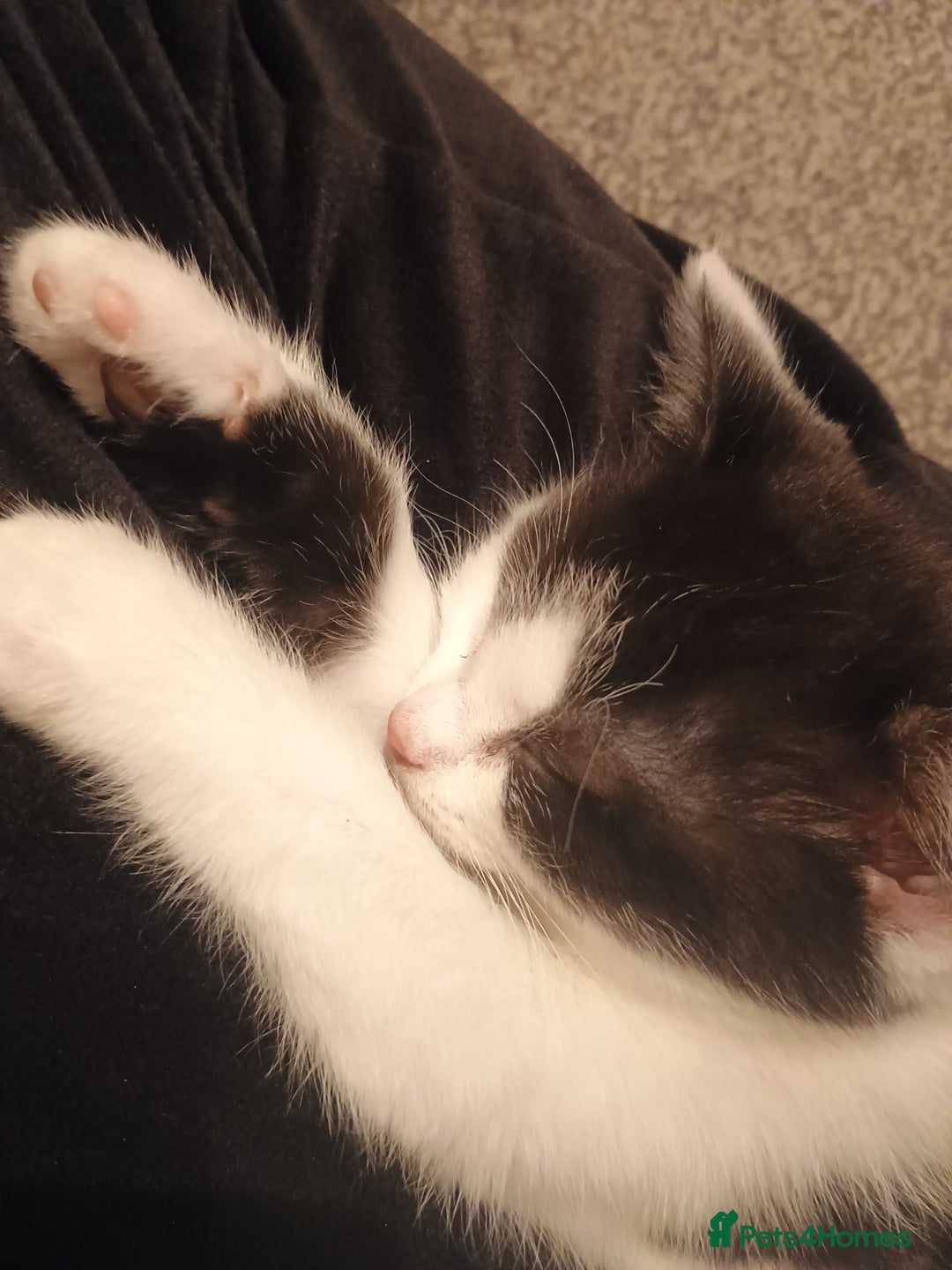 American Shorthair cats for sale: 1 male and 1 female 9 week old kittens for sale!!! - Advert 6