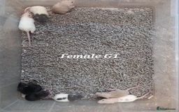 Rat rodents for sale: Beautiful baby rats  - Image 8