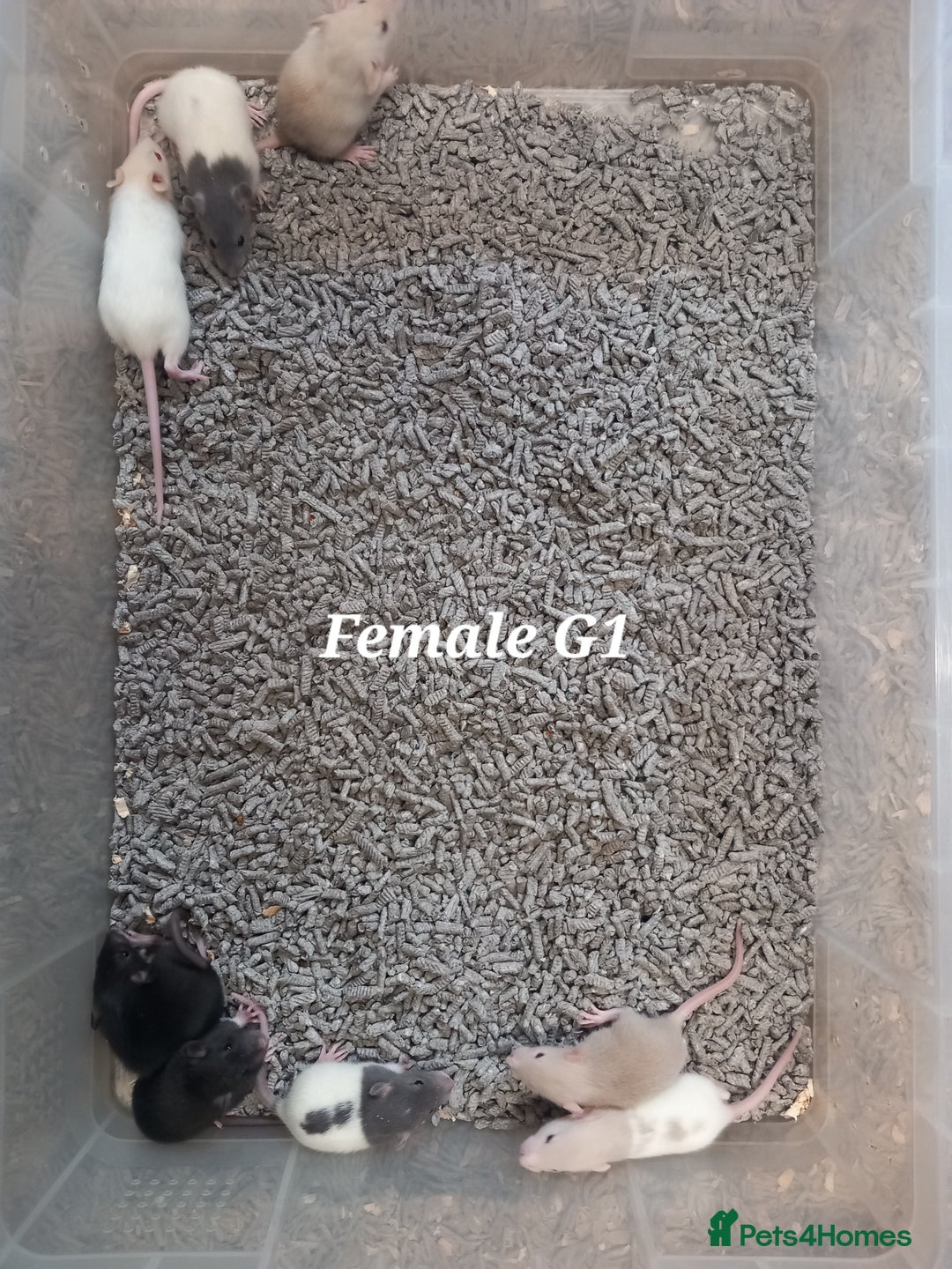 Rat rodents for sale: Beautiful baby rats  - Image 8