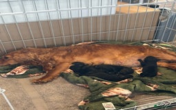 Mixed Breed dogs for sale: Gorgeous sprockerpoo puppies 🐶 - Image 7