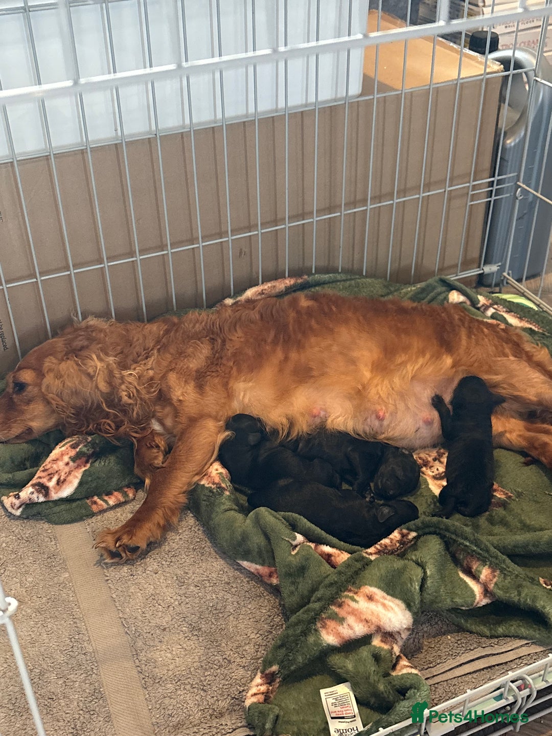 Mixed Breed dogs for sale: Gorgeous sprockerpoo puppies 🐶 - Image 7