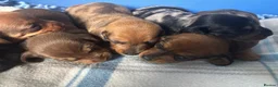 Dachshund dogs for sale: Miniature dachshund - Advert 11