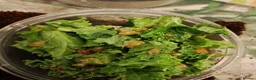 Snails invertebrates for sale: Fantastic snail babies  - Advert 1