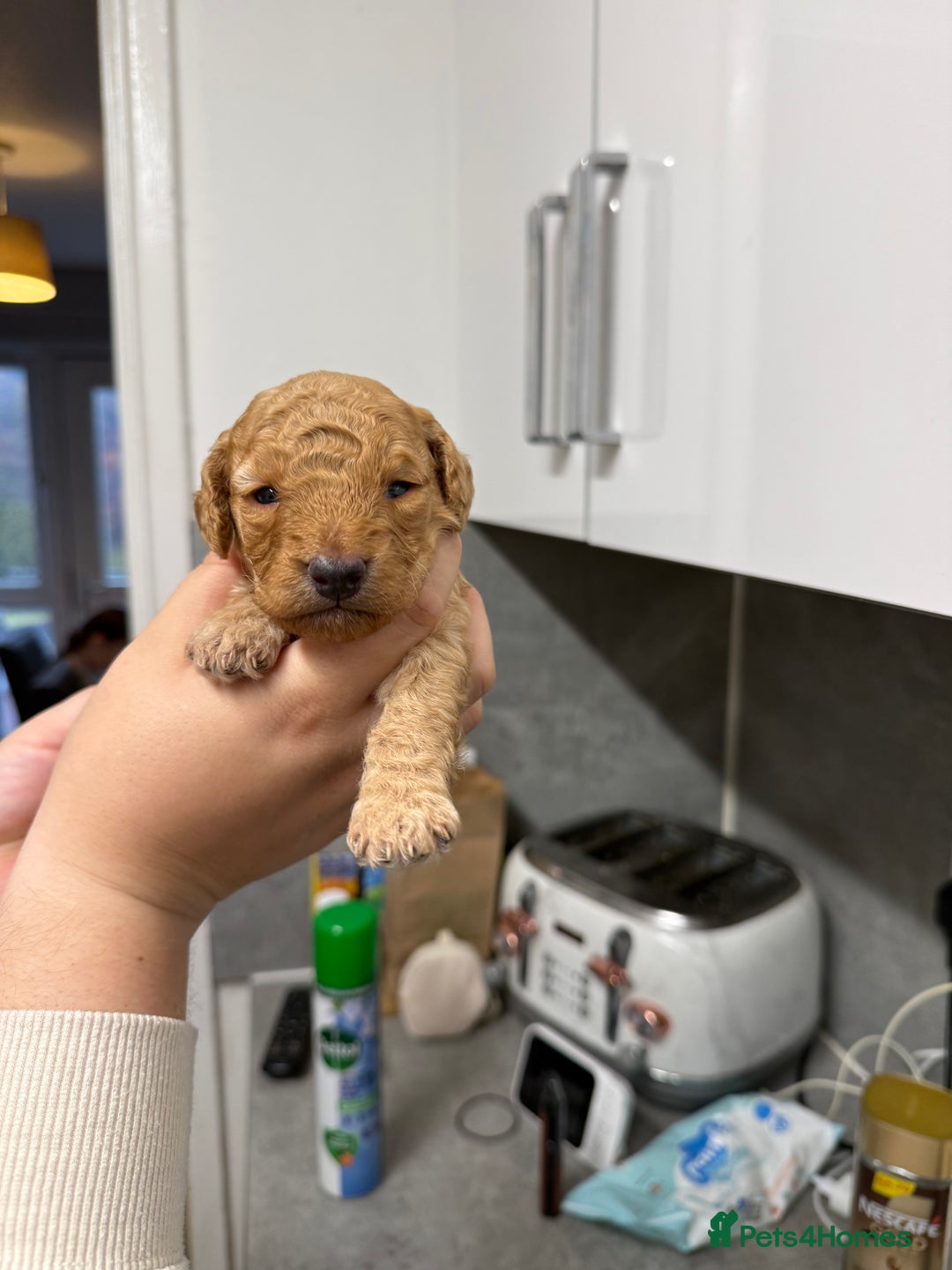 Cockapoo dogs for sale: Cockapoo Puppies For Sale  - Image 9