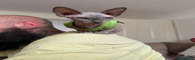Dobby