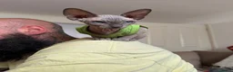 Sphynx cats for sale: Two Sphynx Boys Looking for Their Forever Home ❤️ - Advert 4