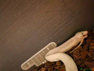 Python Snake reptiles Blue eyed Leucistic Juvenile - Advert 1