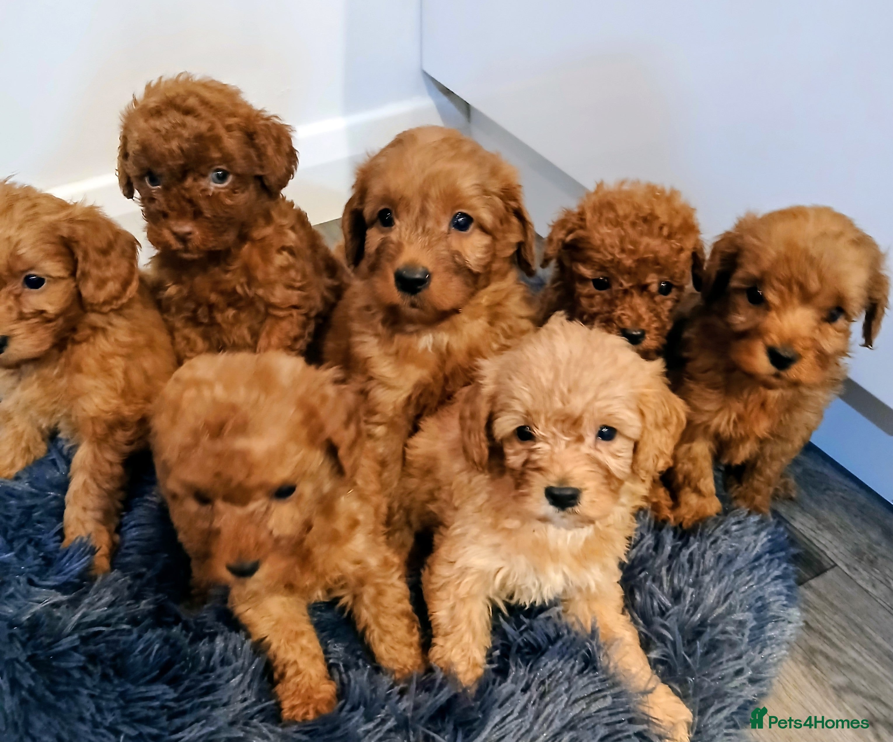 Cockapoo dogs Stunning red F1B cockapoo puppies  - Advert 3