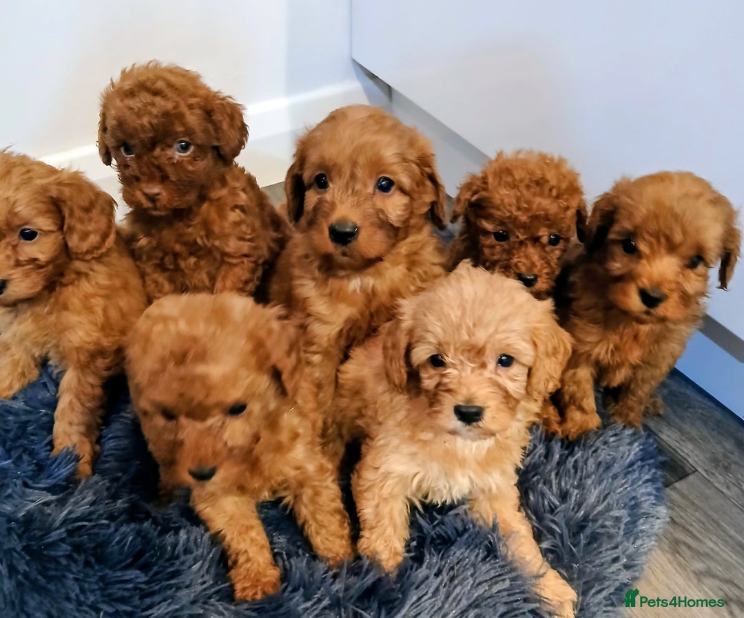 Cockapoo dogs for sale: Stunning red F1B cockapoo puppies  - Advert 2