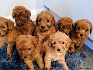 Cockapoo dogs Stunning red F1B cockapoo puppies - Advert 14