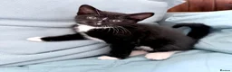 Mixed Breed cats for sale: 🐾 Clean, Healthy Bombay x Turkish Van Kittens - Advert 19