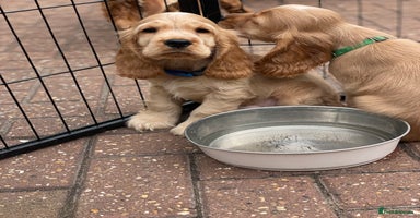 Cocker Spaniel dogs - Advert 10