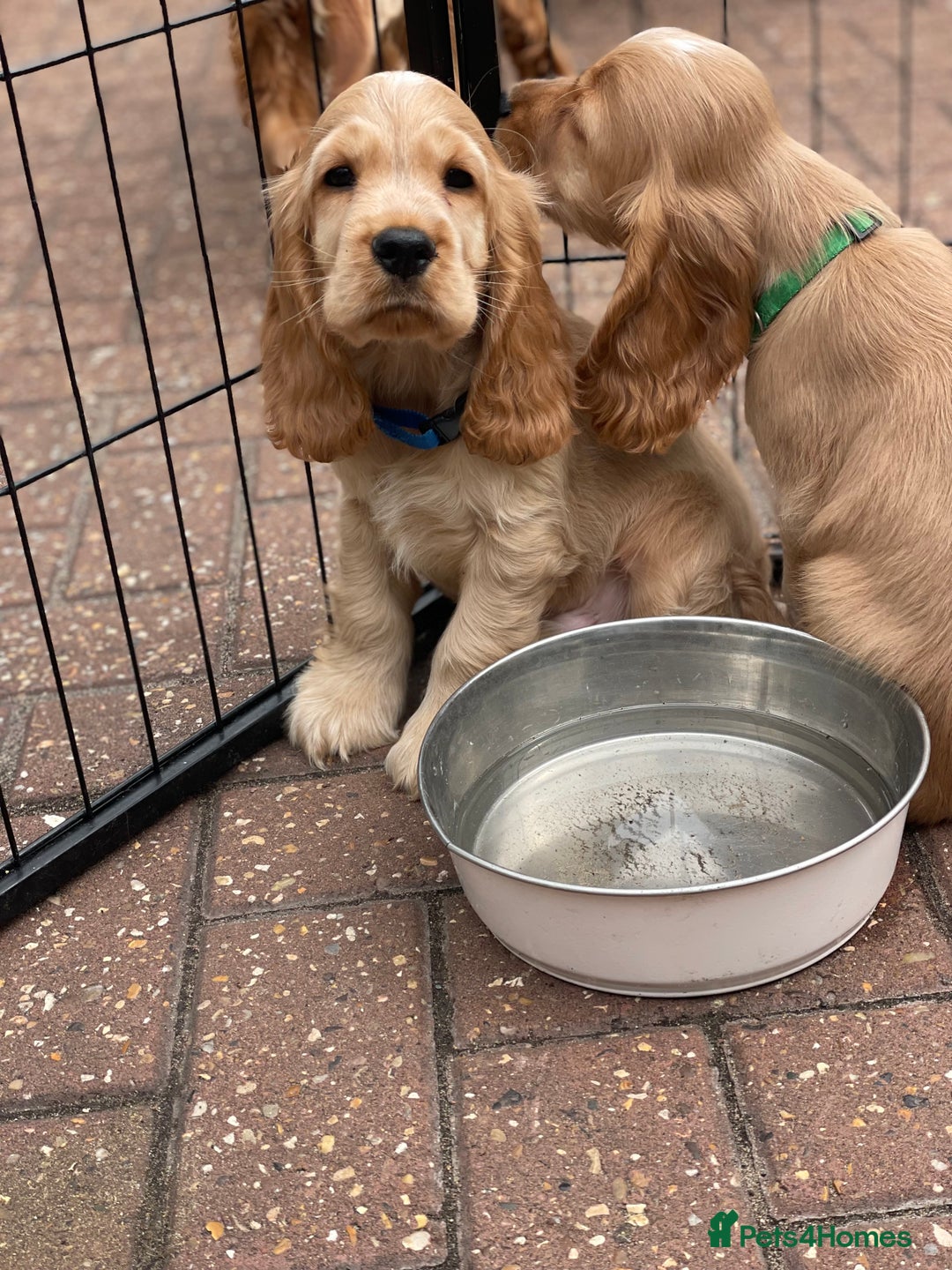 Cocker Spaniel dogs for sale: KC SHOW COCKER SPANIELS READY NOW - Image 2