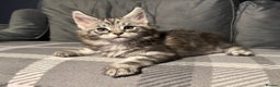 Maine Coon cats for sale: 5 Stunning GCCF Maine Coon Kittens  - Advert 5