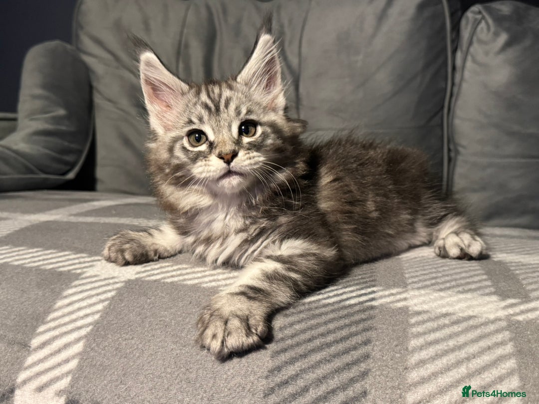 Maine Coon cats for sale: 5 Stunning GCCF Maine Coon Kittens  - Advert 5
