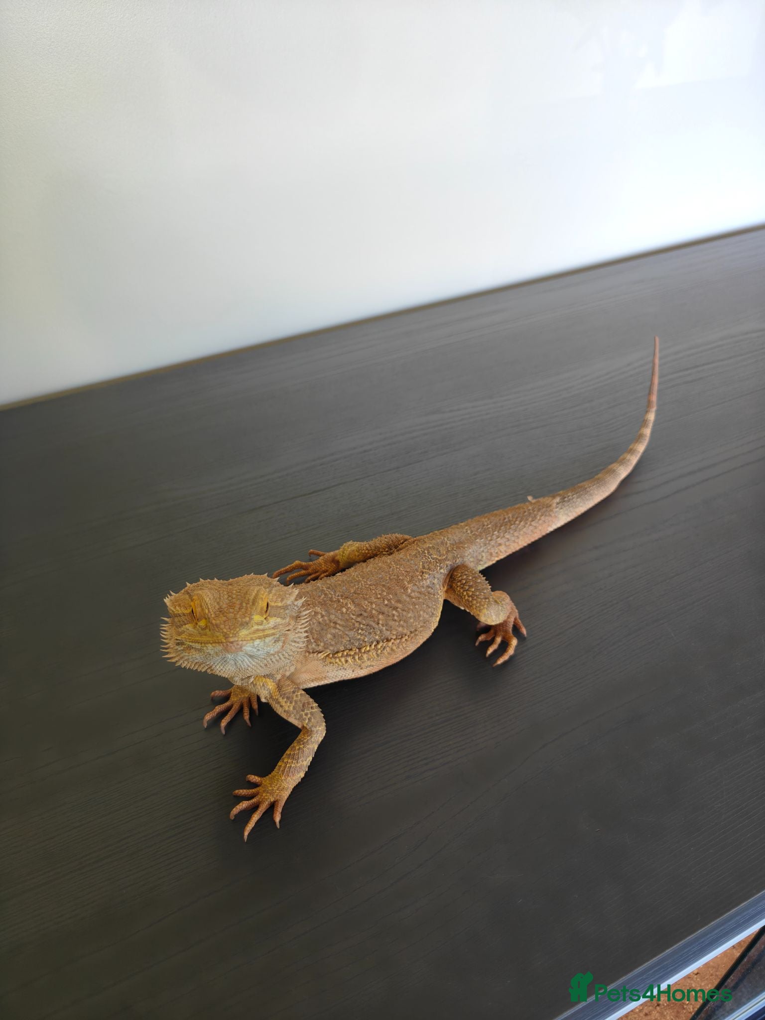 Bearded Dragon reptiles Bearded dragon for sale - Advert 2