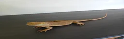 Bearded Dragon reptiles for sale: Bearded dragon for sale - Advert 2