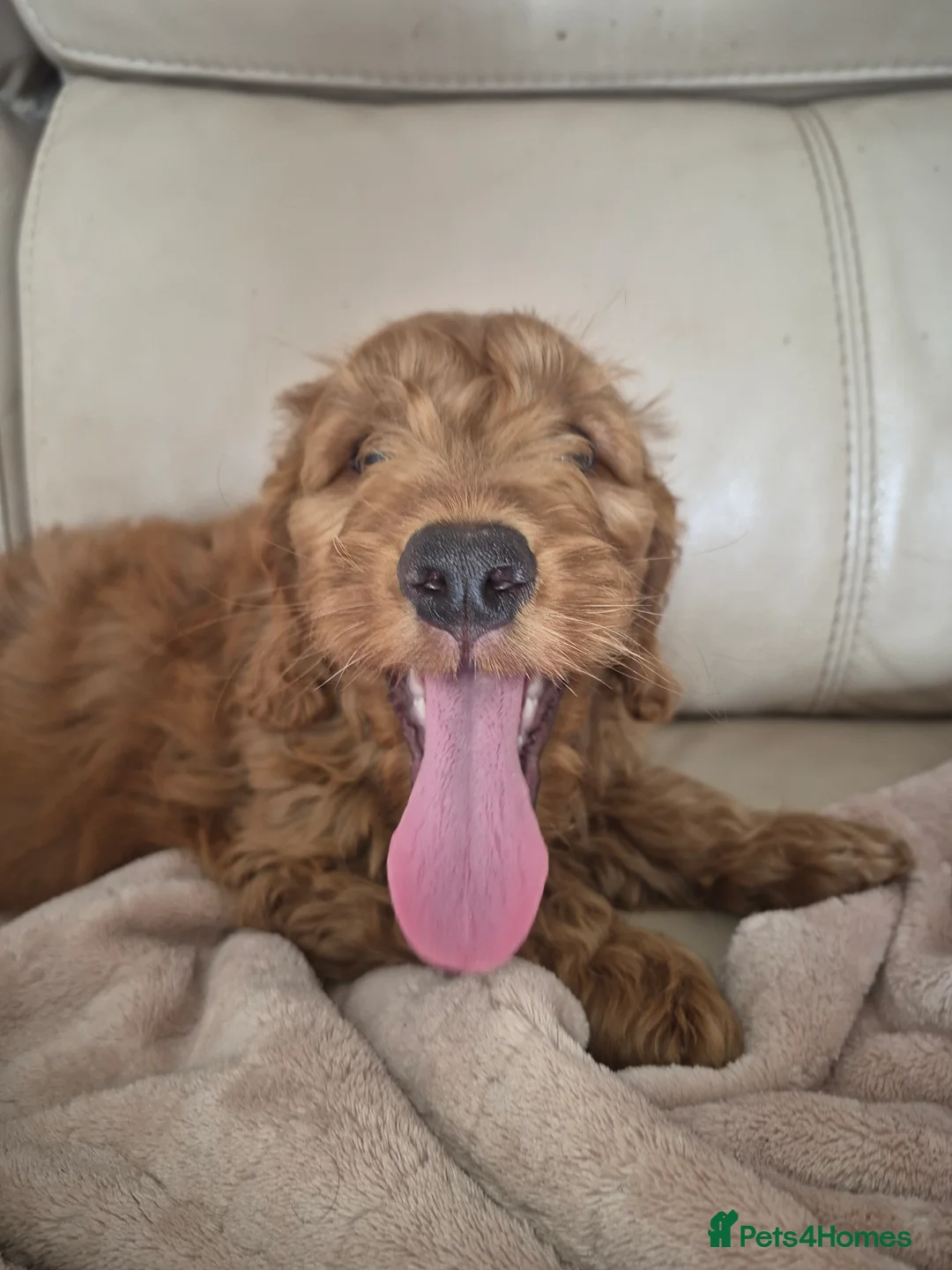 Cockapoo dogs for sale: F1 Cockapoo puppys - Advert 4