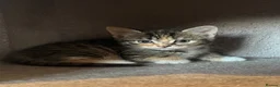 Mixed Breed cats for sale: Gorgeous half Siberian kittens - Advert 26