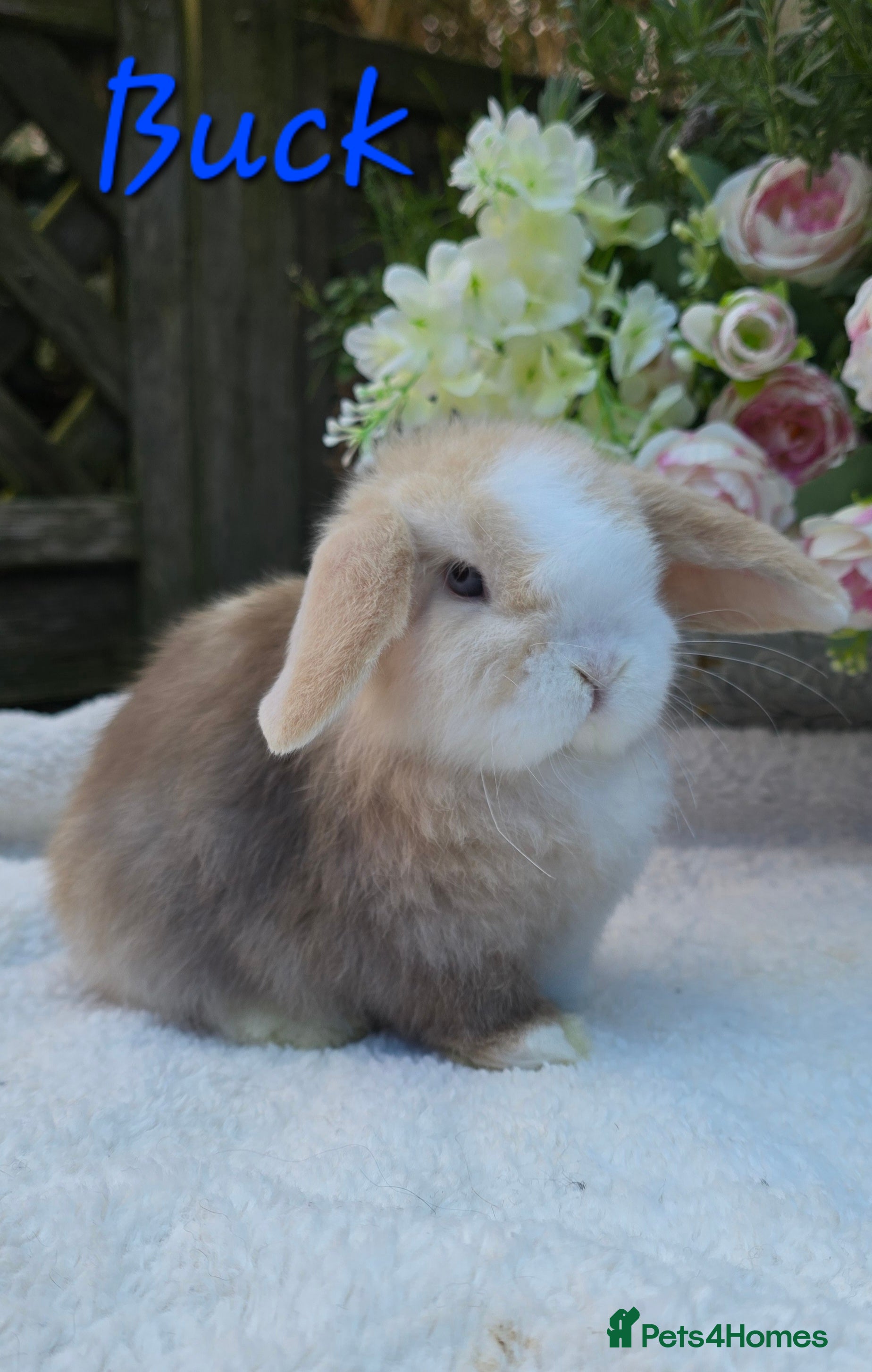 Mini Lop rabbits Beautiful mini lops girls and boys - Advert 13