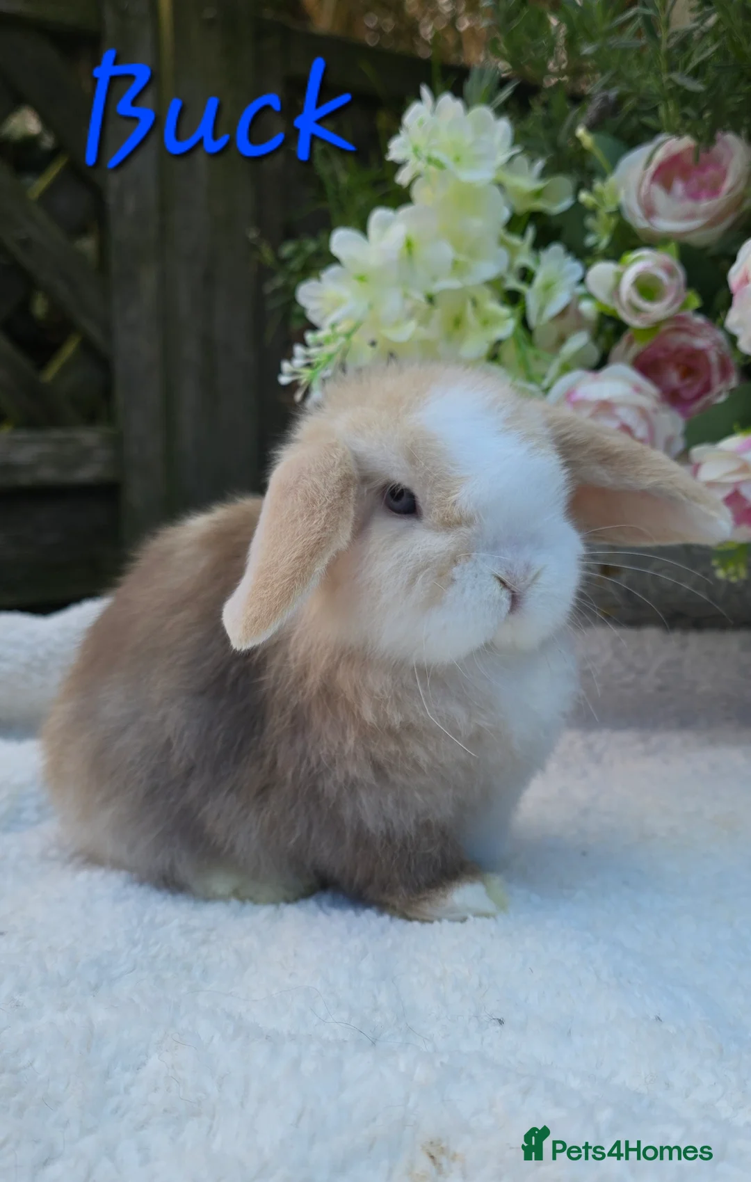 Mini Lop rabbits for sale: Beautiful mini lops girls and boys - Advert 2