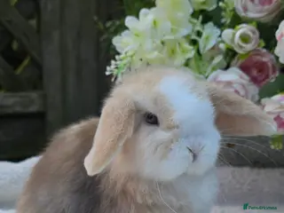 Mini Lop rabbits Beautiful mini lops girls and boys - Advert 13