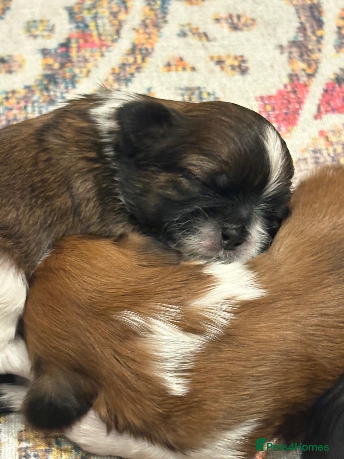 Shih Tzu dogs for sale: Shih Tzu Puppies From Small Imperial-Type Mum - Advert 25