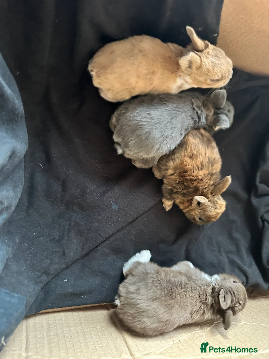 English Spot rabbits for sale: Adorable English Spot x Rex bunnies for sale - Advert 8