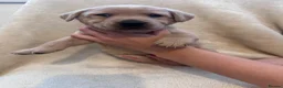 Labrador Retriever dogs for sale: 6 beautiful lab girls  in Surbiton - Advert 28