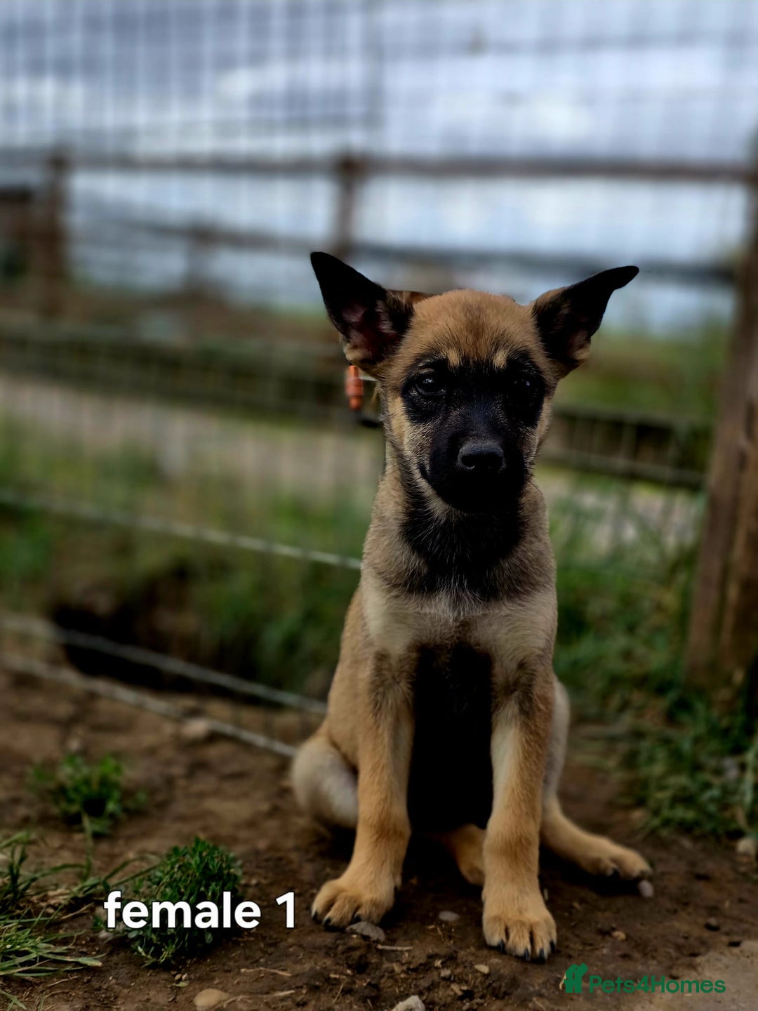 Mixed Breed dogs for sale: Stunning Shepsky Pups! - Image 17