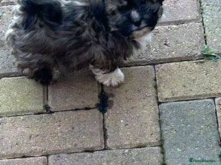 Havanese dogs Three beautiful Havanese - Advert 4