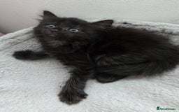 Mixed Breed cats for sale: 5 Kittens for sale - Image 15