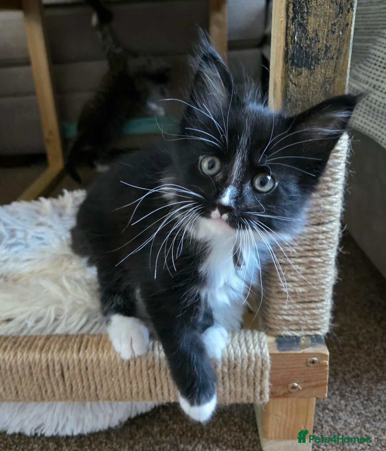 Maine Coon cats 2 Maine Coon kittens. - Advert 14