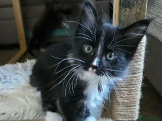 Maine Coon cats 2 Maine Coon kittens. - Advert 14