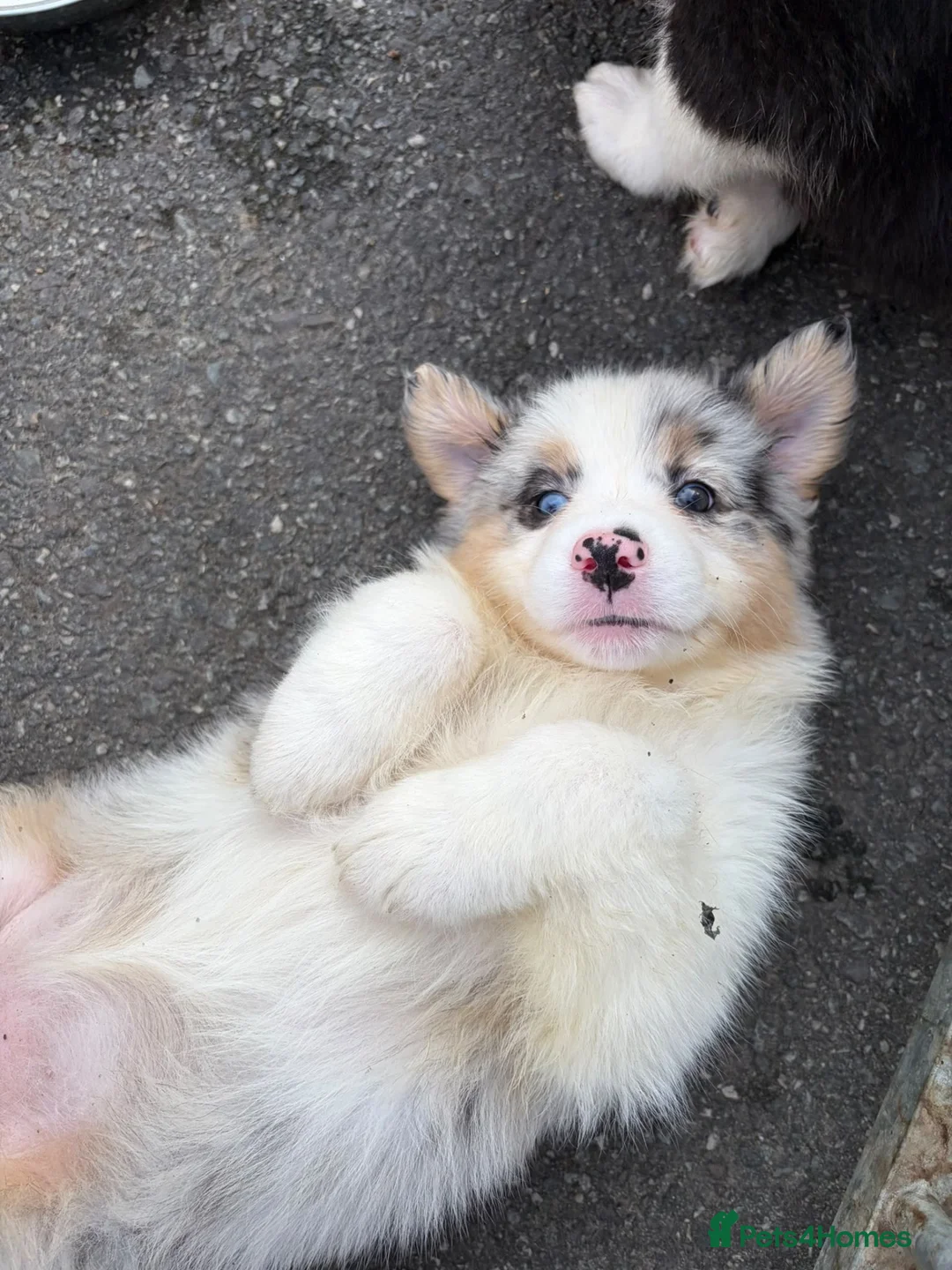 Australian Shepherd dogs for sale: Australian Shepherd - Blue Merle  - Advert 7