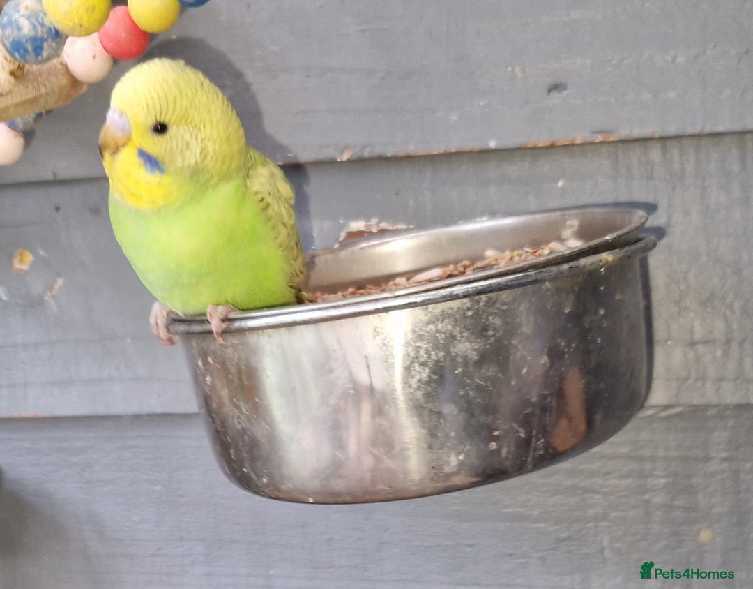 Budgerigars birds for sale: 3 baby budgies avaliable for reserve ready mid jan - Advert 2