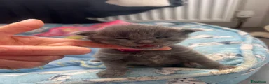 Maine Coon Kitten 5