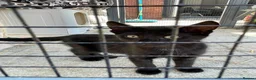 Mixed Breed cats for sale: 3 male kittens - Advert 8