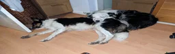 Border Collie dogs for sale: Experienced forever home only  - Advert 11