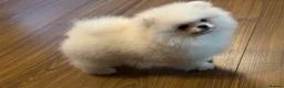 Pomeranian dogs for sale: Tiny white Pomeranian puppy  - Advert 2