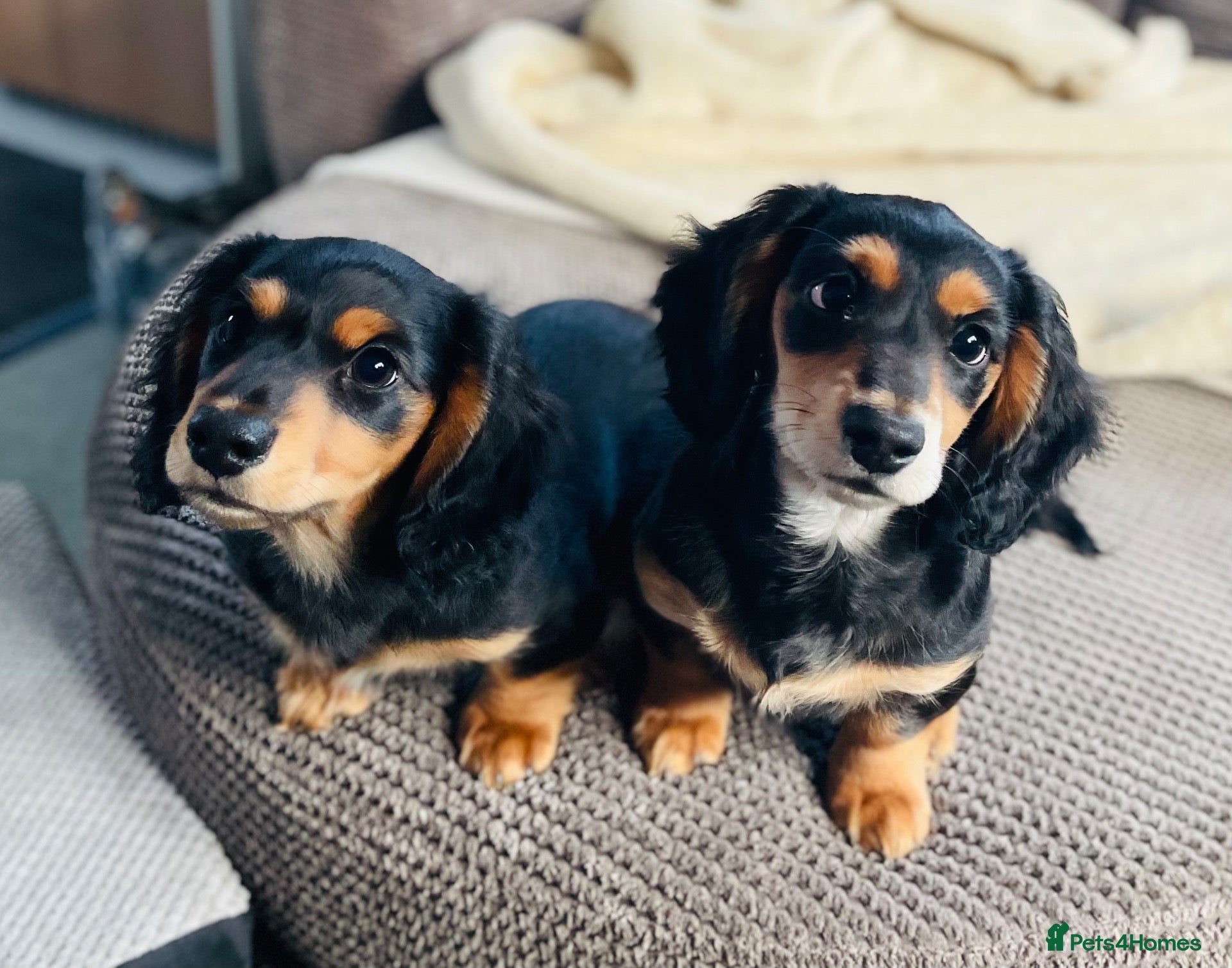 Miniature Dachshund dogs for sale: Black&Tan Puppies Looking for Their Forever Homes! - Advert 11